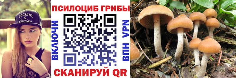 Купить где  Жуковка  Галлюциногенные грибы GOLDEN TEACHER 